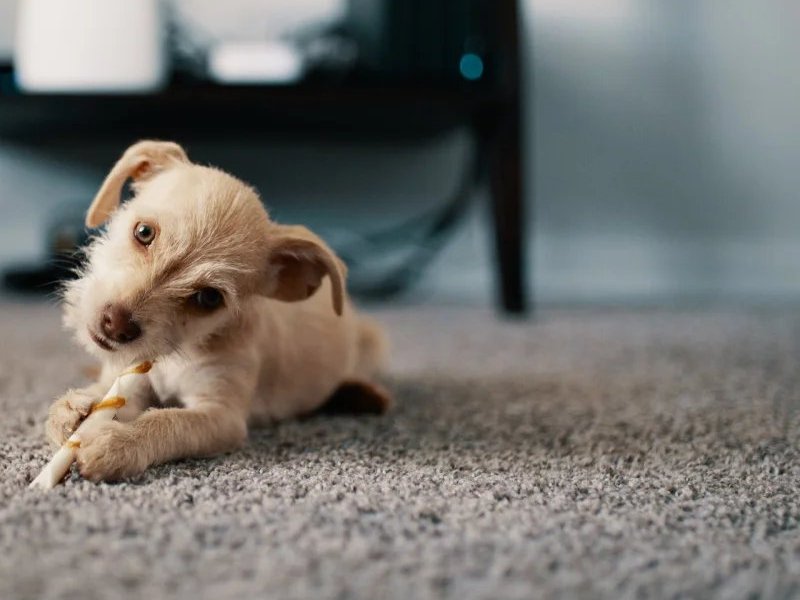 Dog playing on a durable pet friendly carpet in Yuma AZ